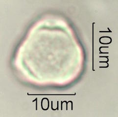 Hawaiian Pollen