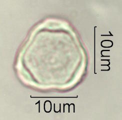 Hawaiian Pollen