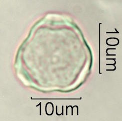Hawaiian Pollen