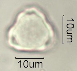 Hawaiian Pollen