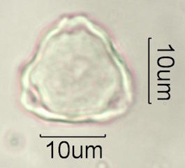 Hawaiian Pollen