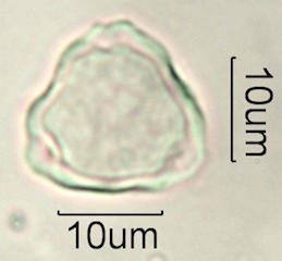 Hawaiian Pollen