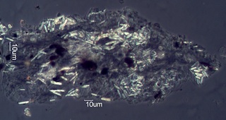 Pyrolyzed Calcium Oxalate Phytoliths