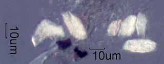Pyrolized Phytoliths