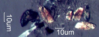 Pyrolized Phytoliths