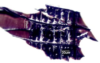 Charred Douglas Fir