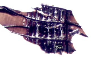 Charred Douglas Fir