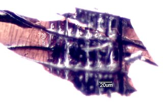 Charred Douglas Fir