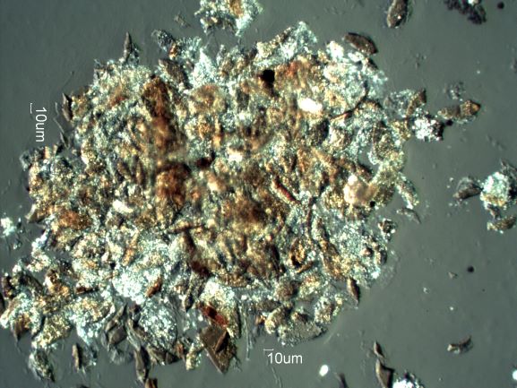 Carpet Beetle Frass and Food