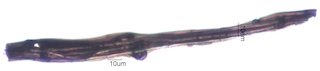 Charred Oak