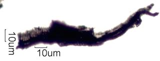 California Chaparral Fire Particles