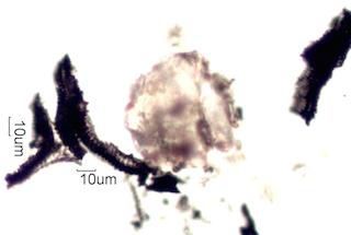 California Chaparral Fire Particles