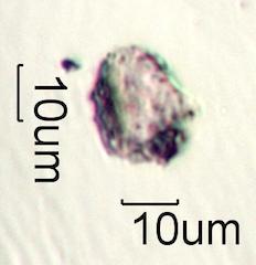 Pyrolyzed Silica Phytoliths
