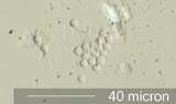Plastic Microspheres