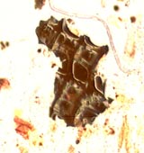 Charred Wood and Burnt Clay
