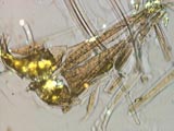200X Glass Fiber Acoustic Yellow