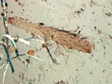 foot of Spider