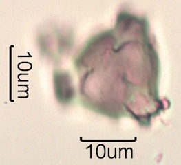 Pollen from Swedish Honey Under the Microscope