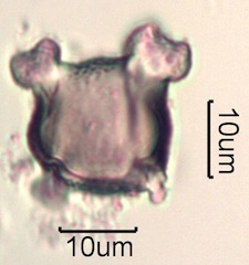 Pollen from Swedish Honey Under the Microscope