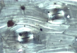 Stomata Under the Microscope