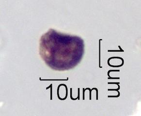Soot Coated Phytolith