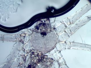 Mite