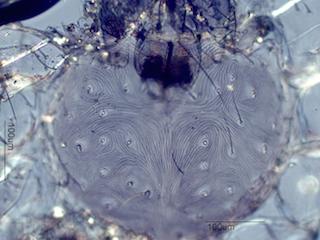Mite