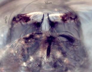 Mite