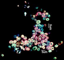 Guanamine