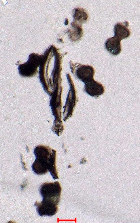 Phytolith