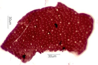 Insect Body Fragment
