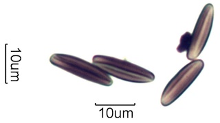 Fungal Spores