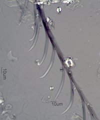 Feather Barbule Under the Microscope