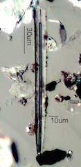 Sponge Spicule