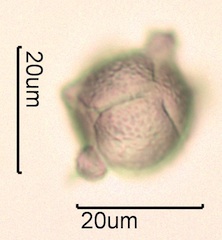 Primrose (Primula stricta or scotica) Pollen