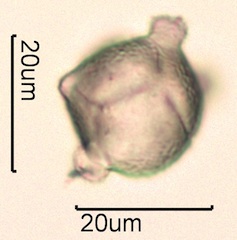 Primrose (Primula stricta or scotica) Pollen