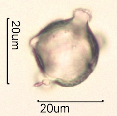 Primrose (Primula stricta or scotica) Pollen