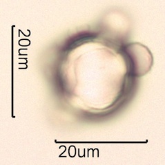 Primrose (Primula stricta or scotica) Pollen