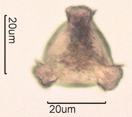 Pollen from Swedish Honey Under the Microscope