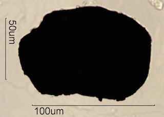 Muscovite Mica