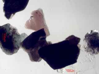 Mica from Puget Sound Lowland Sand