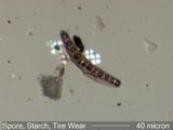 Spore, Starch, Tire Wear