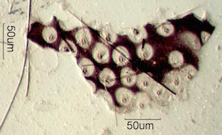 Bat Feces Content