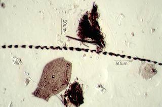 Bat Debris