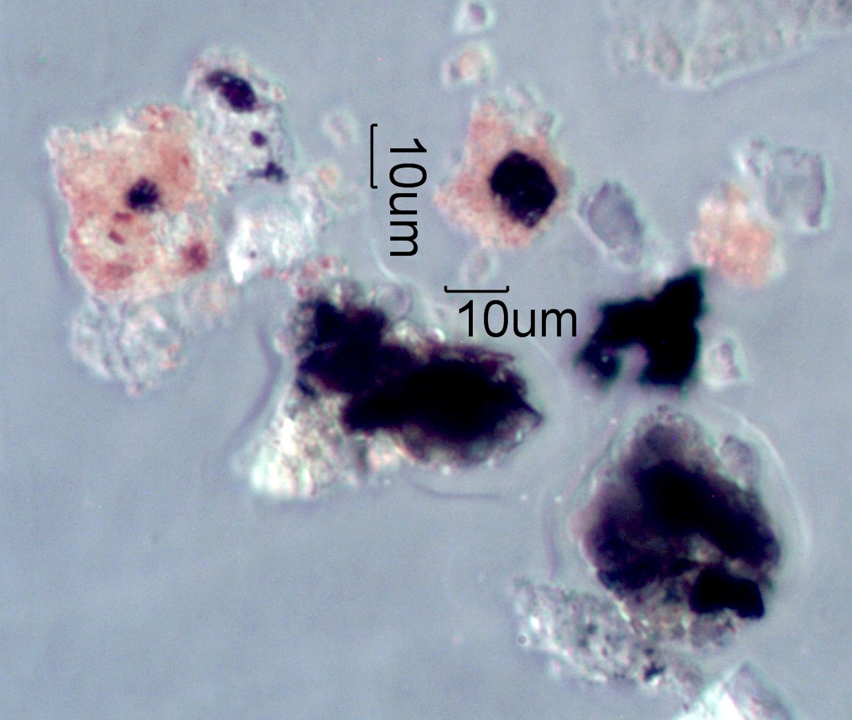 La Tuna Fire, California, 2017 Under the Microscope