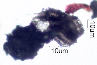 La Tuna Fire Particles