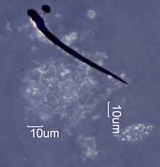 Creek Fire Particles
