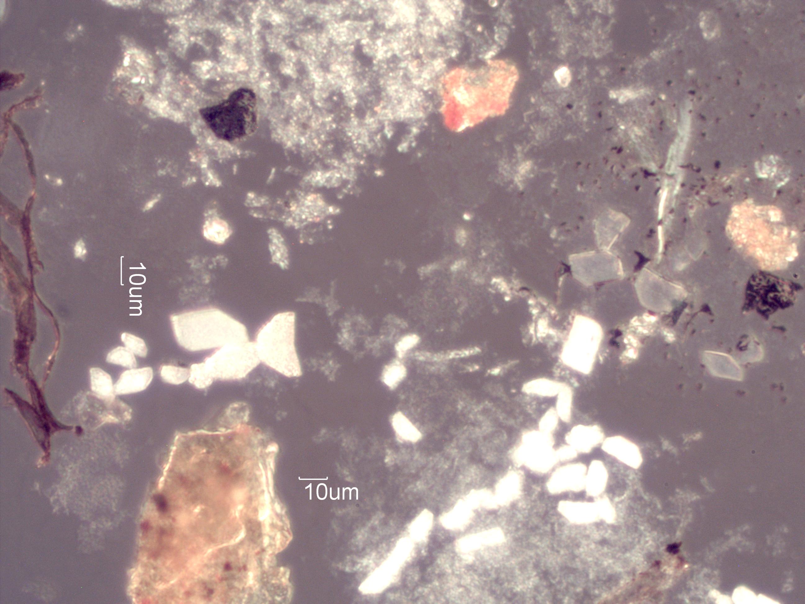 Pyrolyzed Calcium Oxalate Phytoliths Under the Microscope