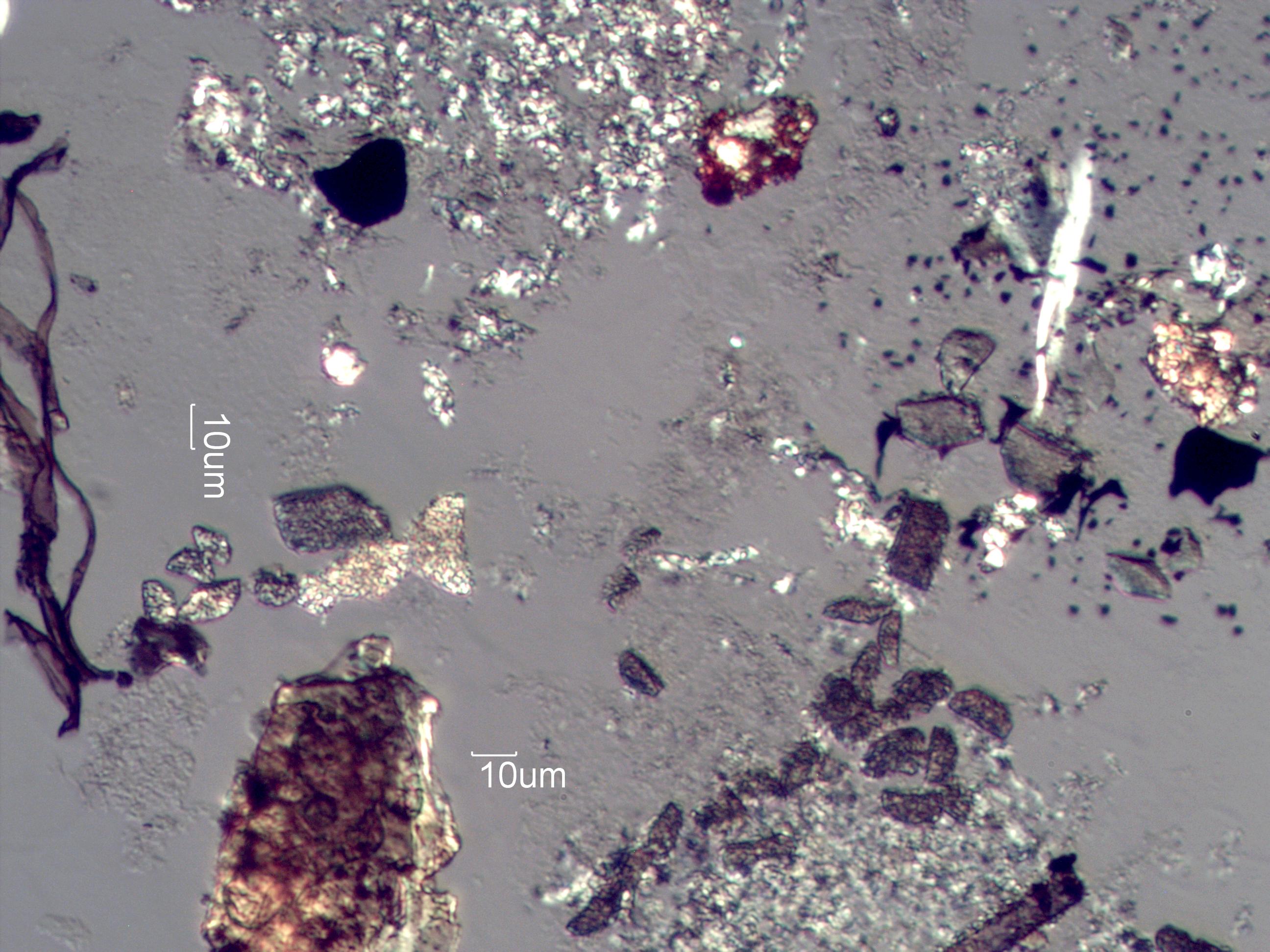 Pyrolyzed Calcium Oxalate Phytoliths Under the Microscope