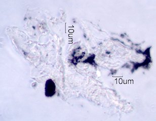 Leaf Structure Persisting in Ash